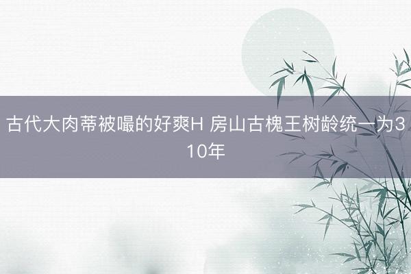 古代大肉蒂被嘬的好爽H 房山古槐王树龄统一为310年